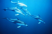 Pod of Pacific white sided dolphins (Lagenorhynchus obliquidens) California, USA