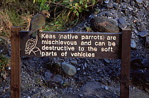 Kea parrot perched on Kea warning sign (Nestor notabilis) New Zealand