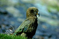 Kea parrot, New Zealand.