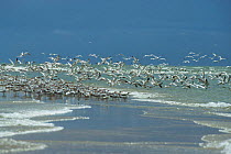 Flock of Royal terns {Thalasseus maximus} on beach,  Gambia.
