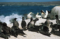 Cape gannet juveniles on coast (Sula capensis) Malgas island, South Africa.