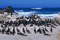 Cape gannet juveniles on coast. South Africa. Malgas island. Juvenile fledglings gather before taking to the sea.