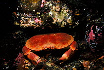 Edible crab (Cancer pagurus) in rock crevace. Skye, Scotland, UK, Europe