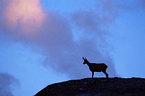 Chamois (Rupicapra rupicapra) silhouetted, Gran Paradiso National Park, Italy