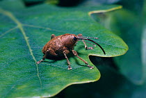 Acorn weevil on oak leaf (Curculio venosus) England.
