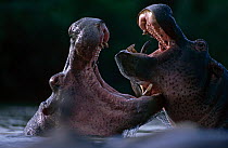 Hippopotamus {Hippopotamus amphibius} fighting, Rutchuru river, Virunga NP, Zaire.