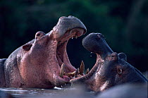 Hippopotamus fighting, Virunga NP, Rutchuru river, DR Congo.
