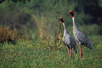 Sarus cranes Keoladeo NP, Ghana (Grus antigone) India. Bharatpur
