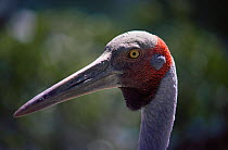 Brolga crane head portrait(Grus rubicunda) captive, Australia