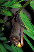 Jamaican fruit eating bat.  Panama.