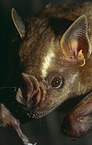 Jamaican fruit eating bat {Artibeus jamaicensis} face portrait, Panama