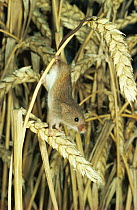 Harvest mouse (Micromys minutus) amongst wheat crop in summer, Worcestershire, UK