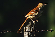 Brown thrasher (Toxostoma rufum) perched on fence, Wisconsin, USA