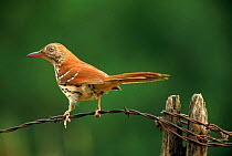 Brown thrasher perched.  Wisconsin, USA