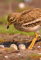 Stone curlew (Burhinus oedicnemus) at nest with eggs. UK