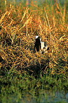 Blacksmith plover (Vanellus armatus) adult at nest with chick, Okavango delta, Botswana