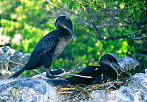 Flightless cormorant pair at nest (Nannopterum harrisi) Galapagos, Isabela Is.