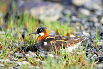 Northern phalarope on nest. (Phalaropus lobatus) Scotland. Shetland.