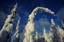 Snow laden trees, Finland, Scanvdinavia, Europe