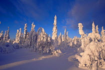 Snow laden trees in boreal forest in winter, Finland