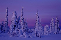 Snow laden trees. Finland, Scandinavia, Europe