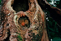 Potto (Perodicticus potto ibeanus) in day nest hole in tree Zaire Epulu, Ituri Rainforest Reserve