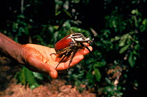 Goliath beetle (Goliathus orientalis). Epulu Ituri Rainforest Reserve, Epulu, Rep of Cong (formerly Zaire), Central Africa
