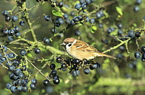 Tree sparrow (Passer montanus) perched amongst fruit in Sloe bush (Prunus spinosa), UK