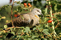 Turtle dove with rose hips, Germany
