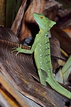 Double crested basilisk in rainforest, Costa Rica