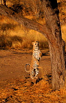 Leopard leaping into tree, Namibia~Sequence 1/4