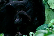 Mountain gorilla mother and young (Gorilla beringei) Virunga NP, Dem Rep of Congo