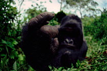 Mountain gorilla male (Gorilla g. beringei), detail of hand. Virunga NP, DR Congo (formerly Zaire), Central Africa