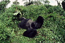 Mountain gorilla silverback male 'Salaama' enjoying mid-day siesta, Virunga NP, DR Congo (formerely Zaire)