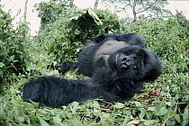 Mountain gorilla silverback male, known as Salaama, resting. Democratic Republic of Congo Virunga National Park