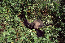 Mountain gorilla silverback male 'Rafiki' resting, Virunga NP, DR Congo