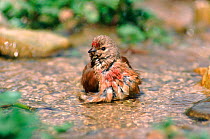 Linnet (Acanthis cannabina) male bathing in spring, South Glos England.