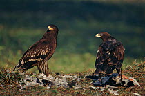 Greater spotted eagles (Aquila clanga) with prey, juveniles. Keoladeo NP, Ghana, India