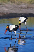 Saddlebill storks (Ephippiorhynchus senegalensis) feeding in wetlands, Moremi WR, Okavango delta, Botswana