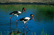 Saddlebill storks {Ephippiorhynchus senegalensis} wading in river, Moremi Wildlife Reserve, Botswana.