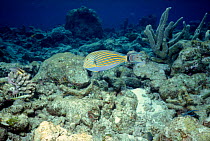 Striped surgeonfish (Acanthurus lineatus) in reef. Maldives, Indian Ocean