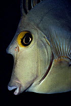 Bluespine unicornfish fish face close-up (Naso unicornis) Red Sea.