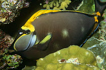 Orangespine unicornfish (Naso lituratus) Red Sea