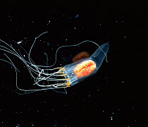 Jellyfish (Scyphozoa) Mediterranean Sea. Bioluminescence