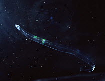 Conger eel {Conger myriaster} leptocephalus stage amongst plankton, Mediterranean