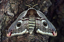 Emporer moth resting on tree, wings closed, Germany