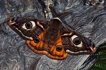 Emporer moth resting, wings open, Germany