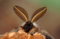 Small emperor moth (Saturnia pavonia) close-up of antennae. Germany, Europe