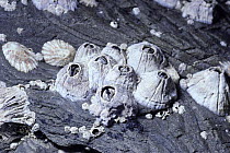 Acorn barnacles on rock (Balanus perforatus) UK