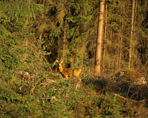Roe deer (Capreolus capreolus) stag in woodland clearing, Sweden